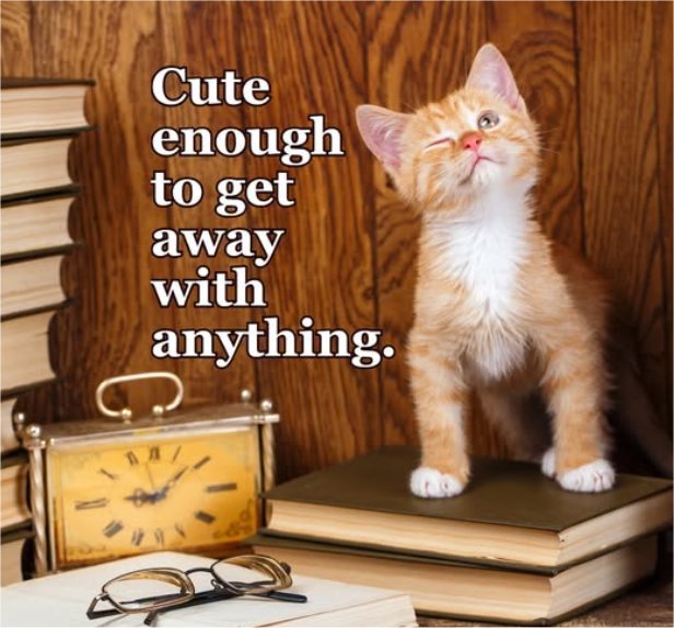 caturday cutie majorgeeks.jpg